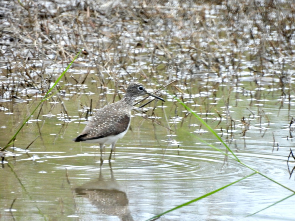 Solitary Sandpiper - ML619001131