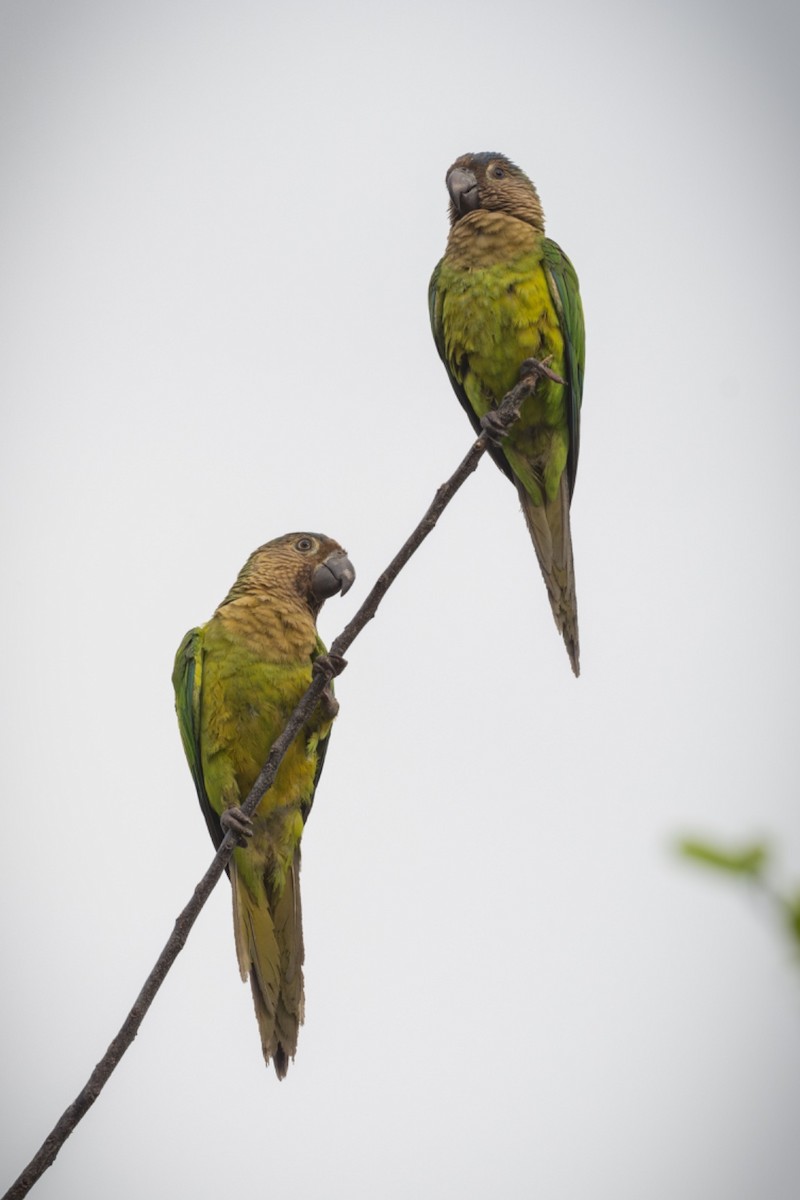 Brown-throated Parakeet - Herman Amaya