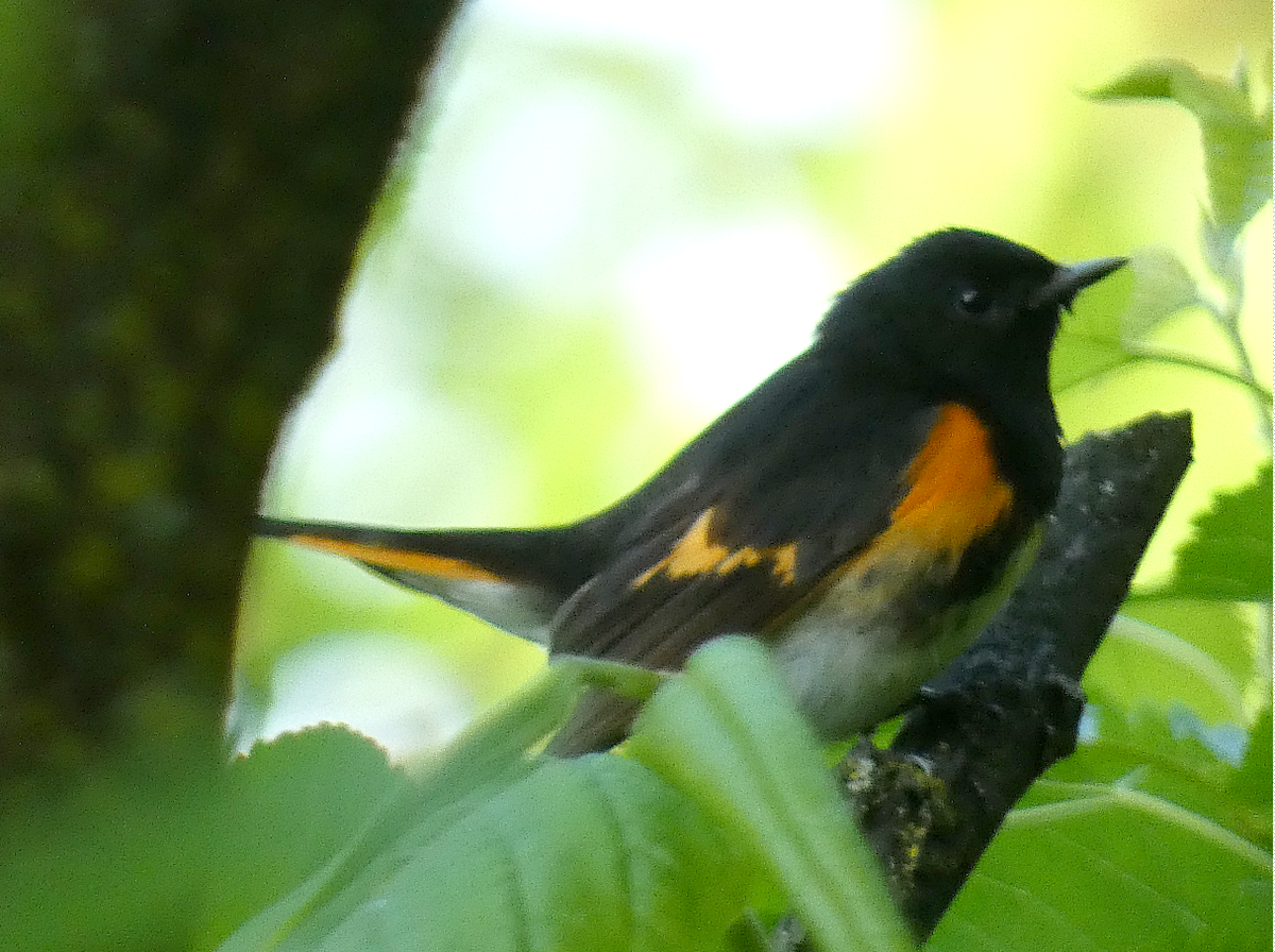 rødstjertparula - ML619001138