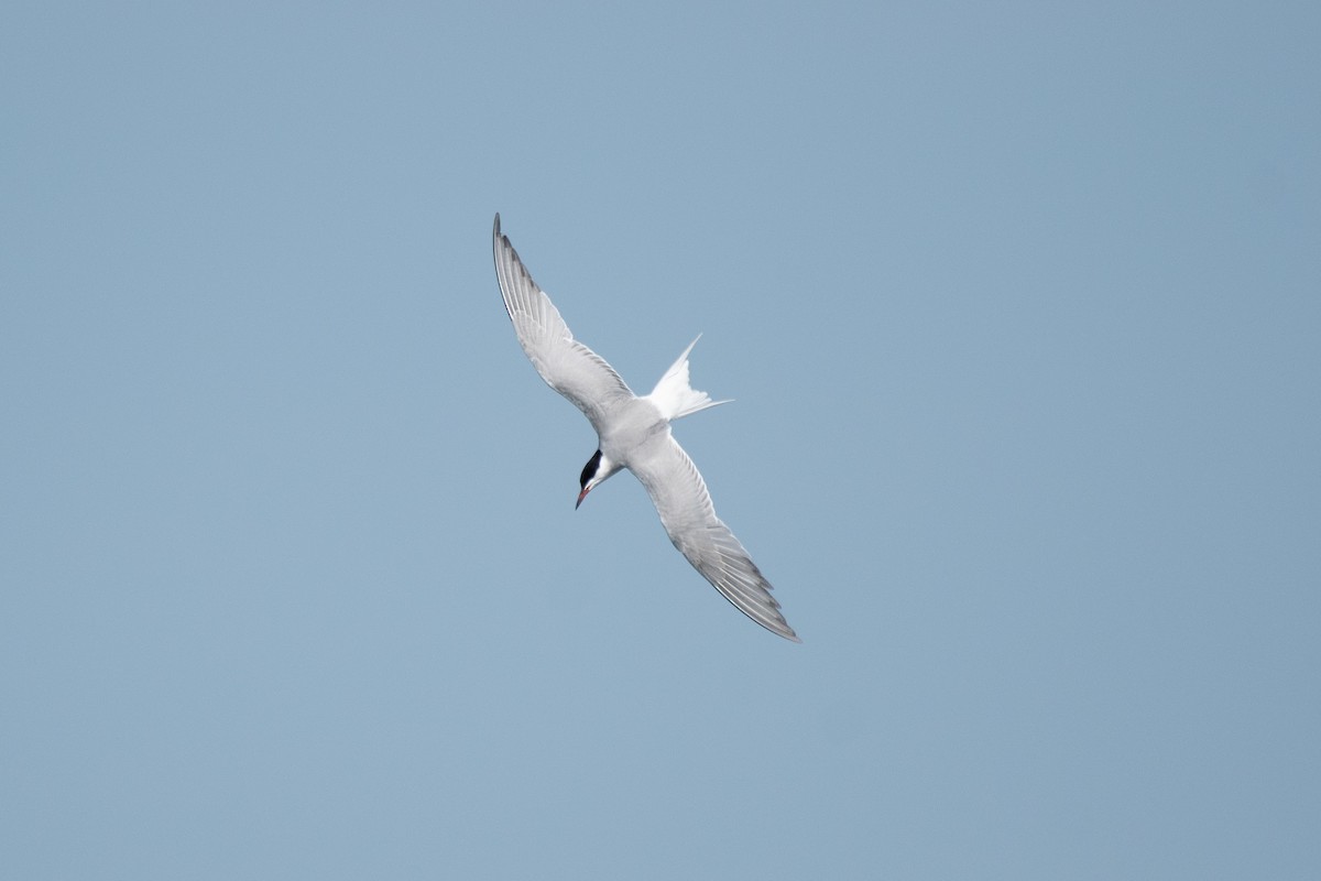 Common Tern - Henry  Trimpe