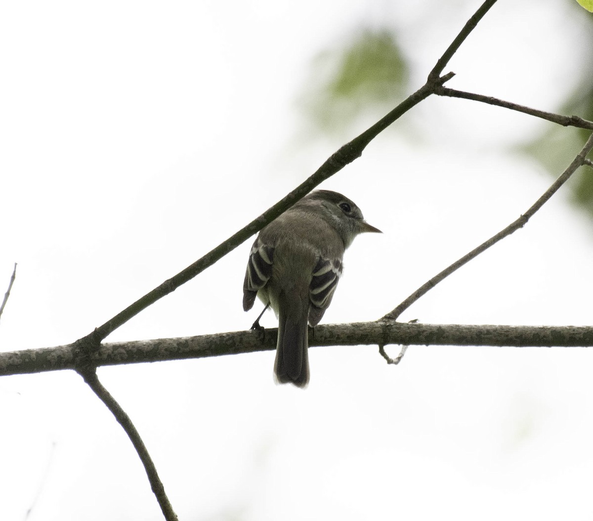 Least Flycatcher - ML619001185