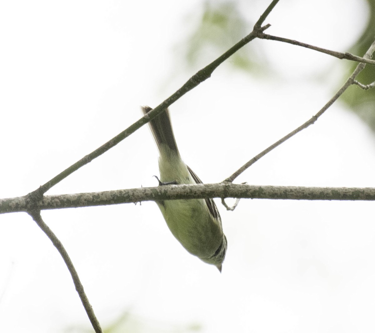 Least Flycatcher - Estela Quintero-Weldon