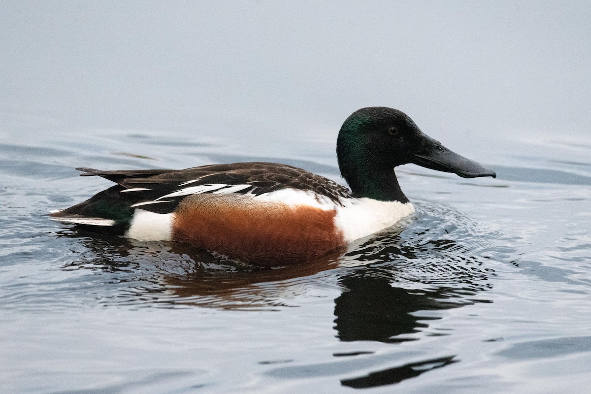 Northern Shoveler - Luc Girard