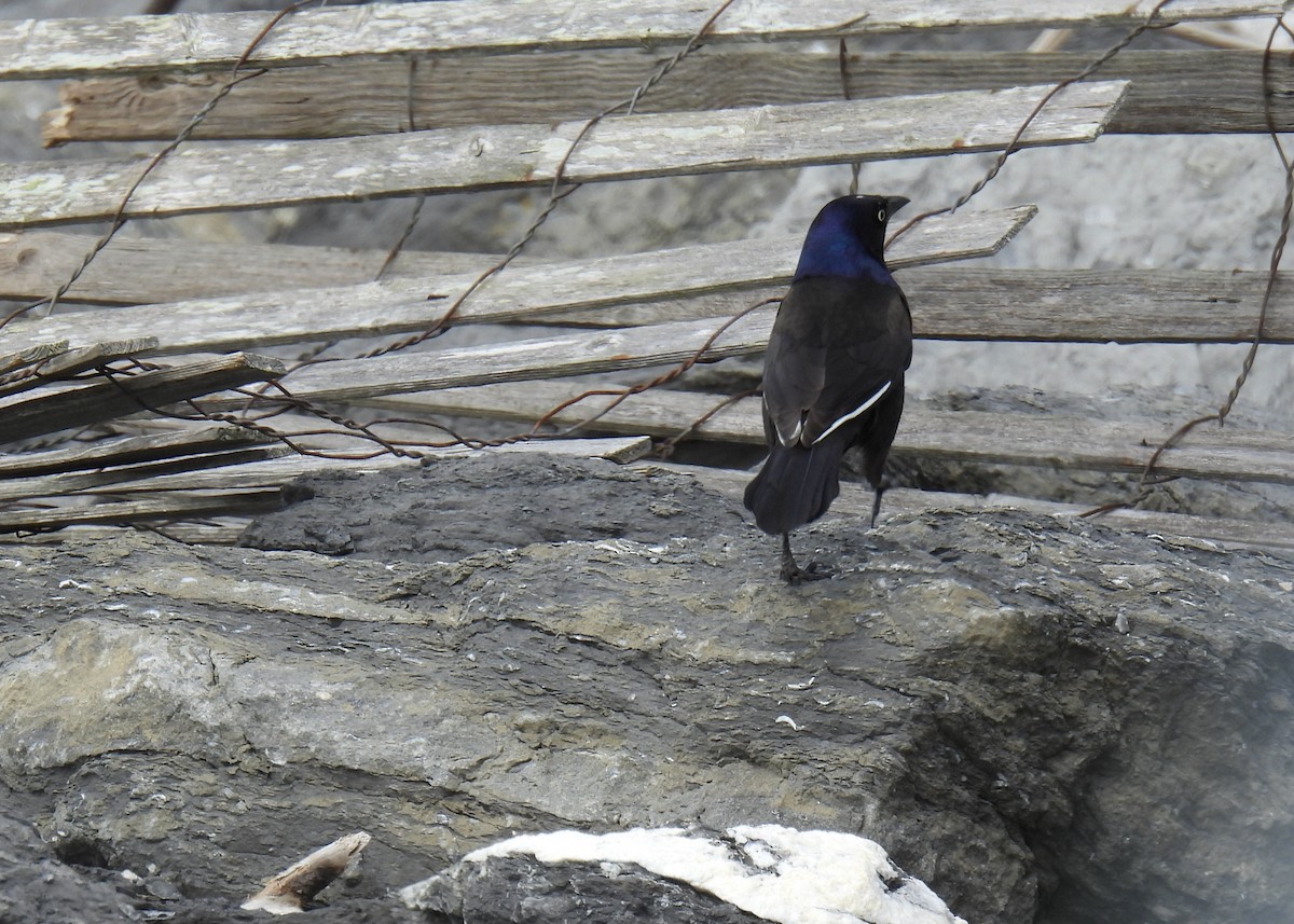 Common Grackle - Cathy Weiner