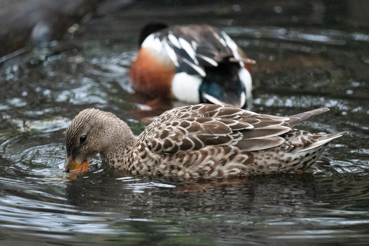 Northern Shoveler - Luc Girard