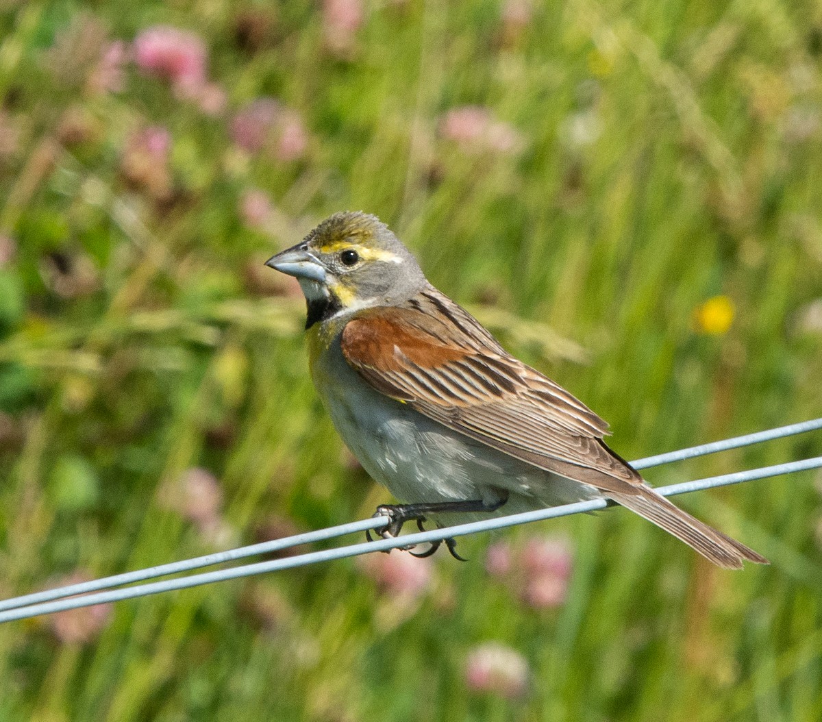 Dickcissel - Willie D'Anna