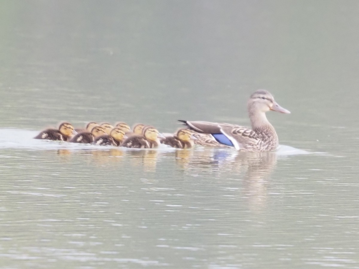 Mallard - Jennifer Reck