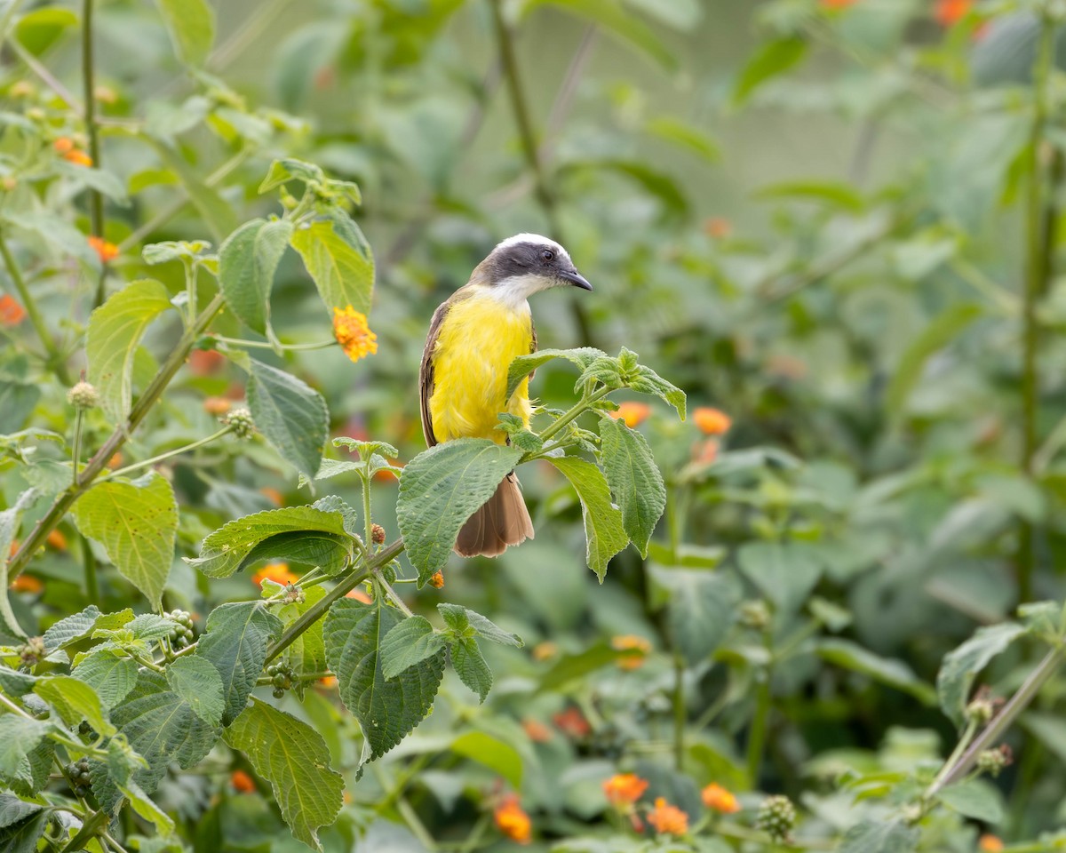 Social Flycatcher - Katia Oliveira