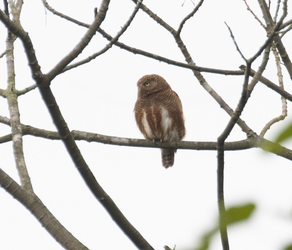 Asian Barred Owlet - Lindy Fung