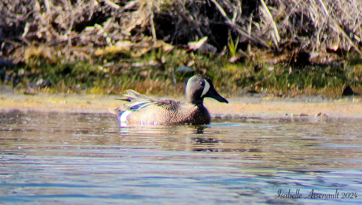 Blue-winged Teal - ML619001257