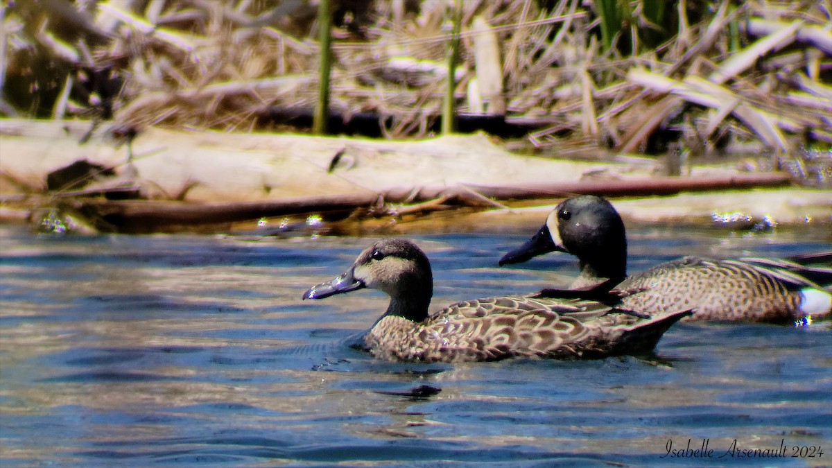 Blue-winged Teal - ML619001259