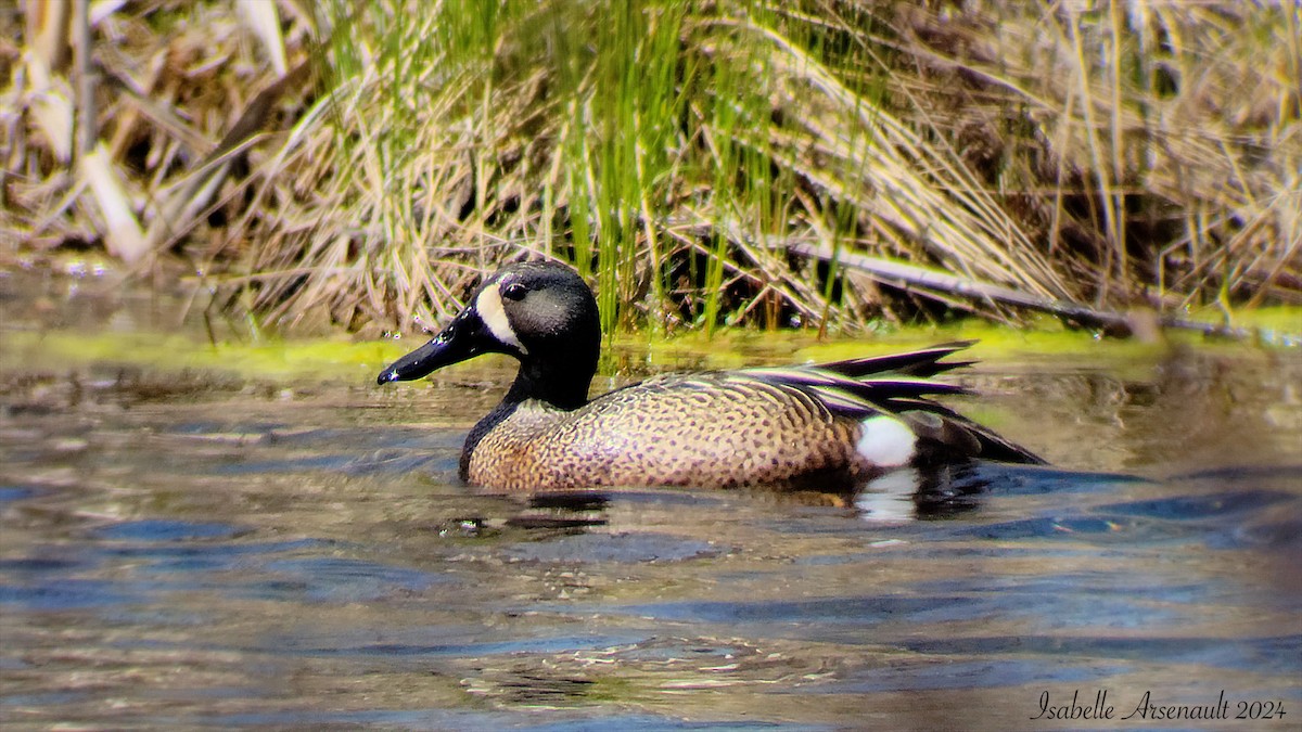 Blue-winged Teal - ML619001260