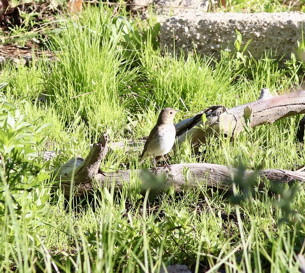 Swainson's Thrush - ML619001261