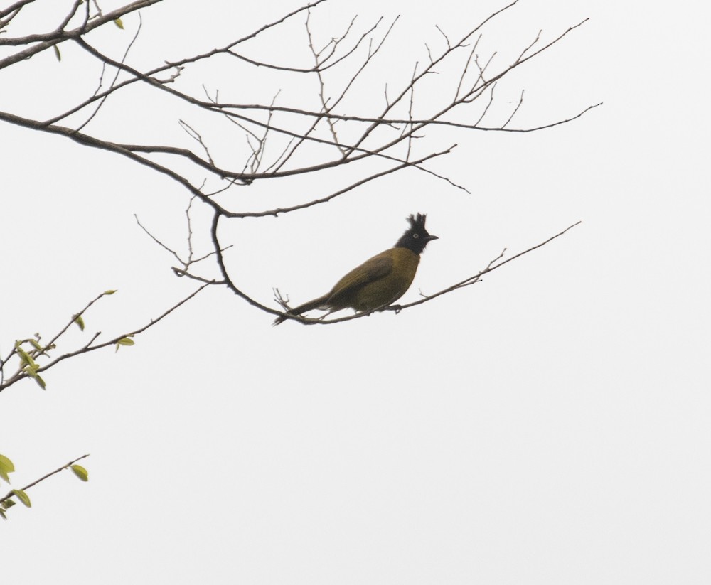Black-crested Bulbul - ML619001262