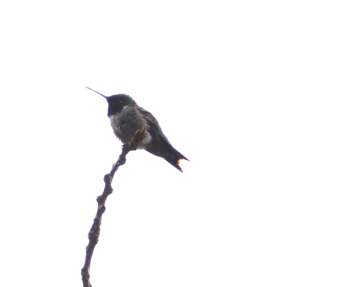 Ruby-throated Hummingbird - Jennifer Reck