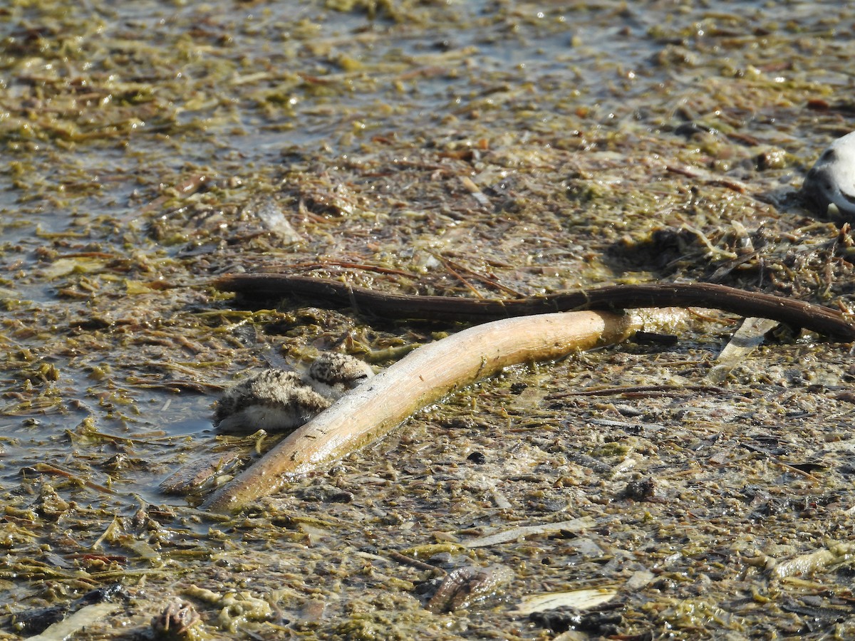Wilson's Plover - ML619001278