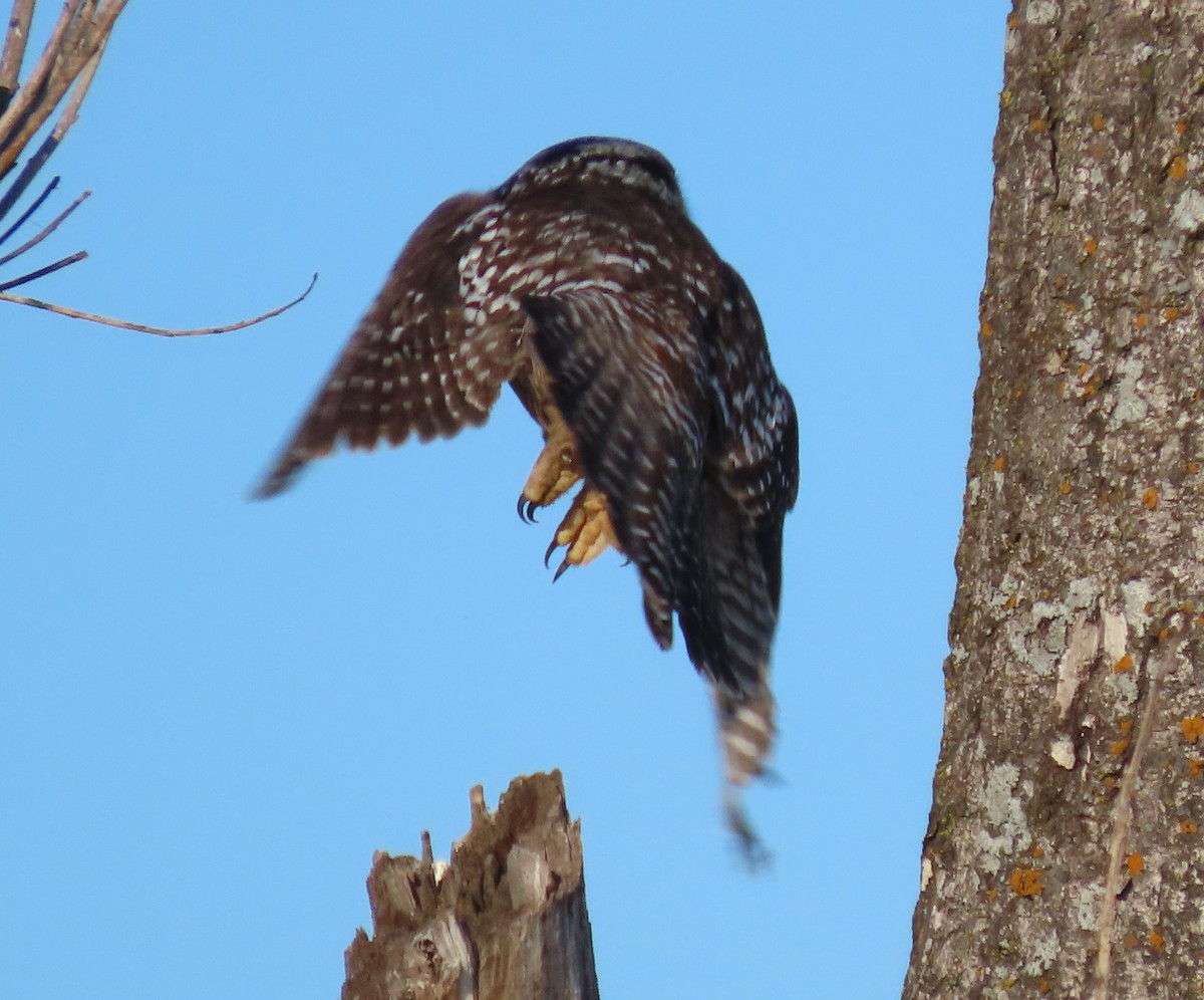 Northern Hawk Owl - C. Sledge