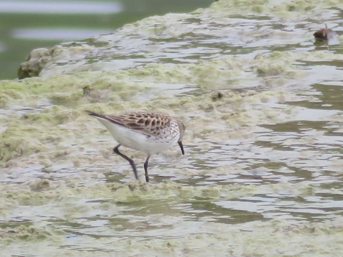 White-rumped Sandpiper - ML619001304