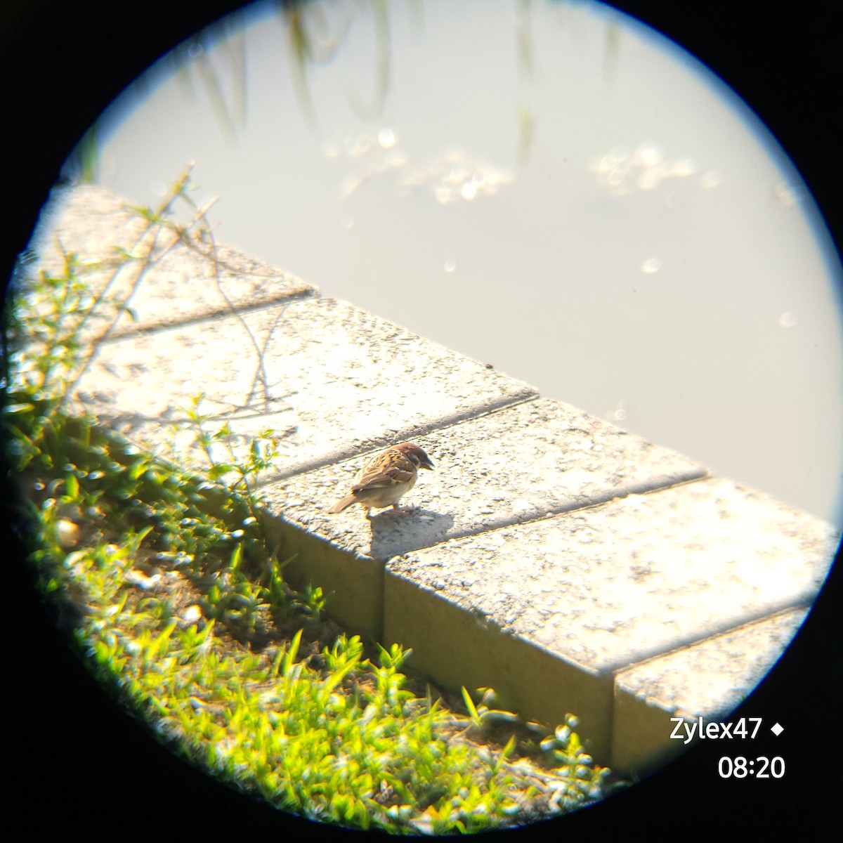 Eurasian Tree Sparrow - Dusky Thrush