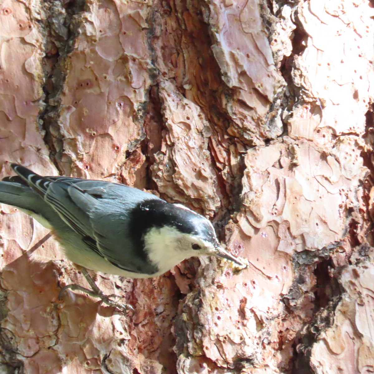 White-breasted Nuthatch - ML619001351