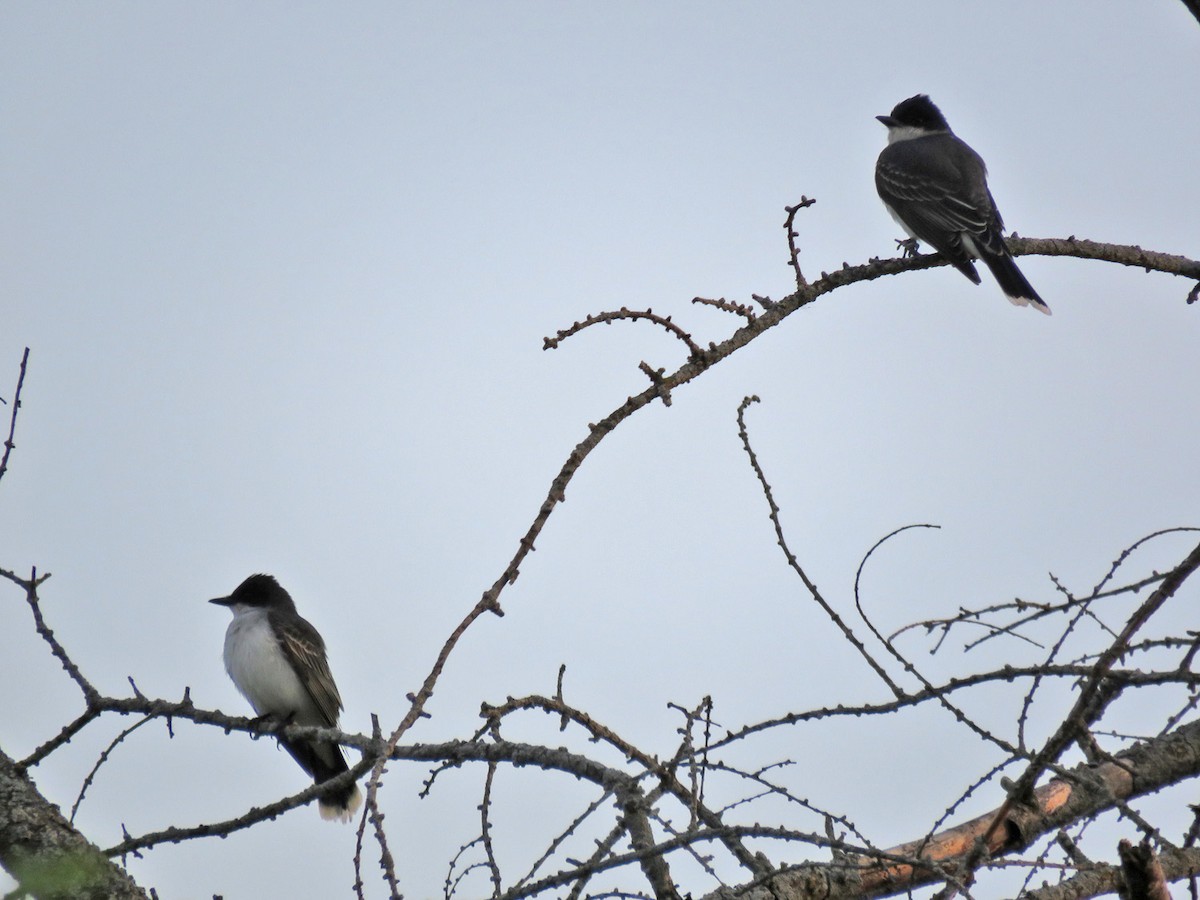 Eastern Kingbird - ML619001363