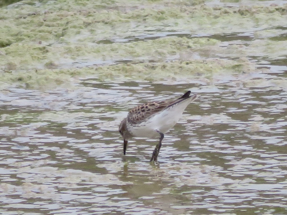 White-rumped Sandpiper - ML619001405