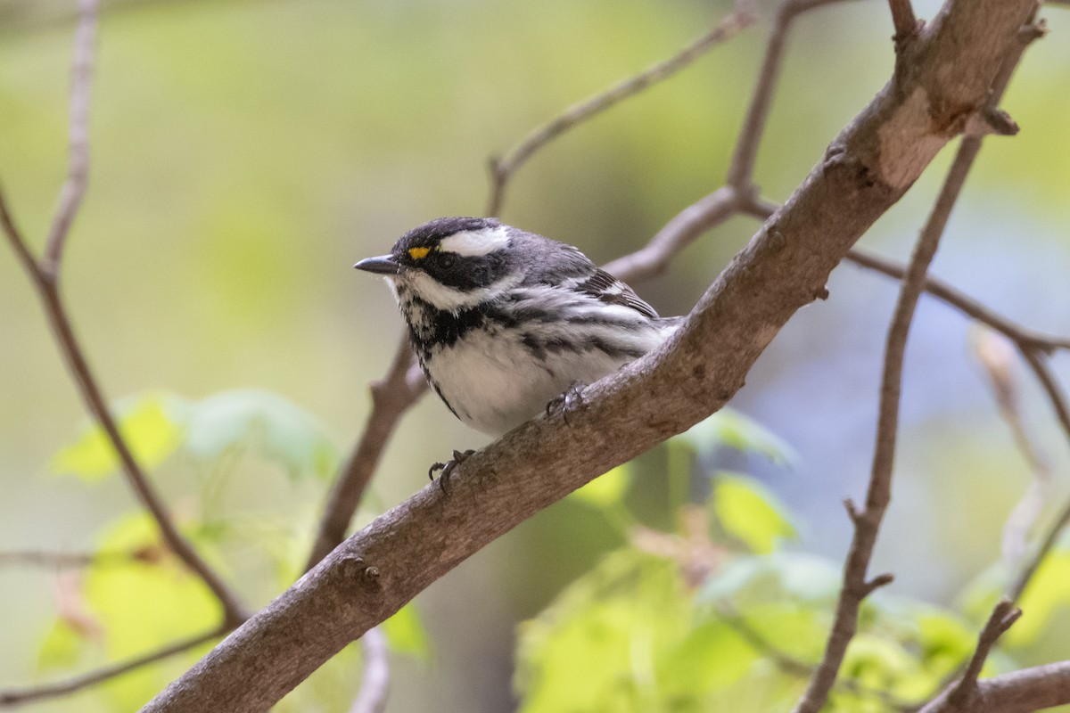 Black-throated Gray Warbler - Henrey Deese