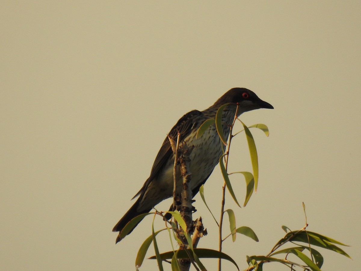 Metallic Starling - Monica Mesch