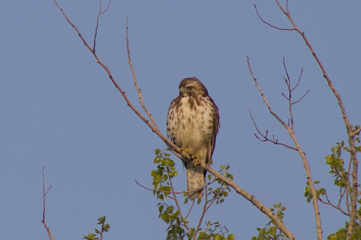 Broad-winged Hawk - ML619001435