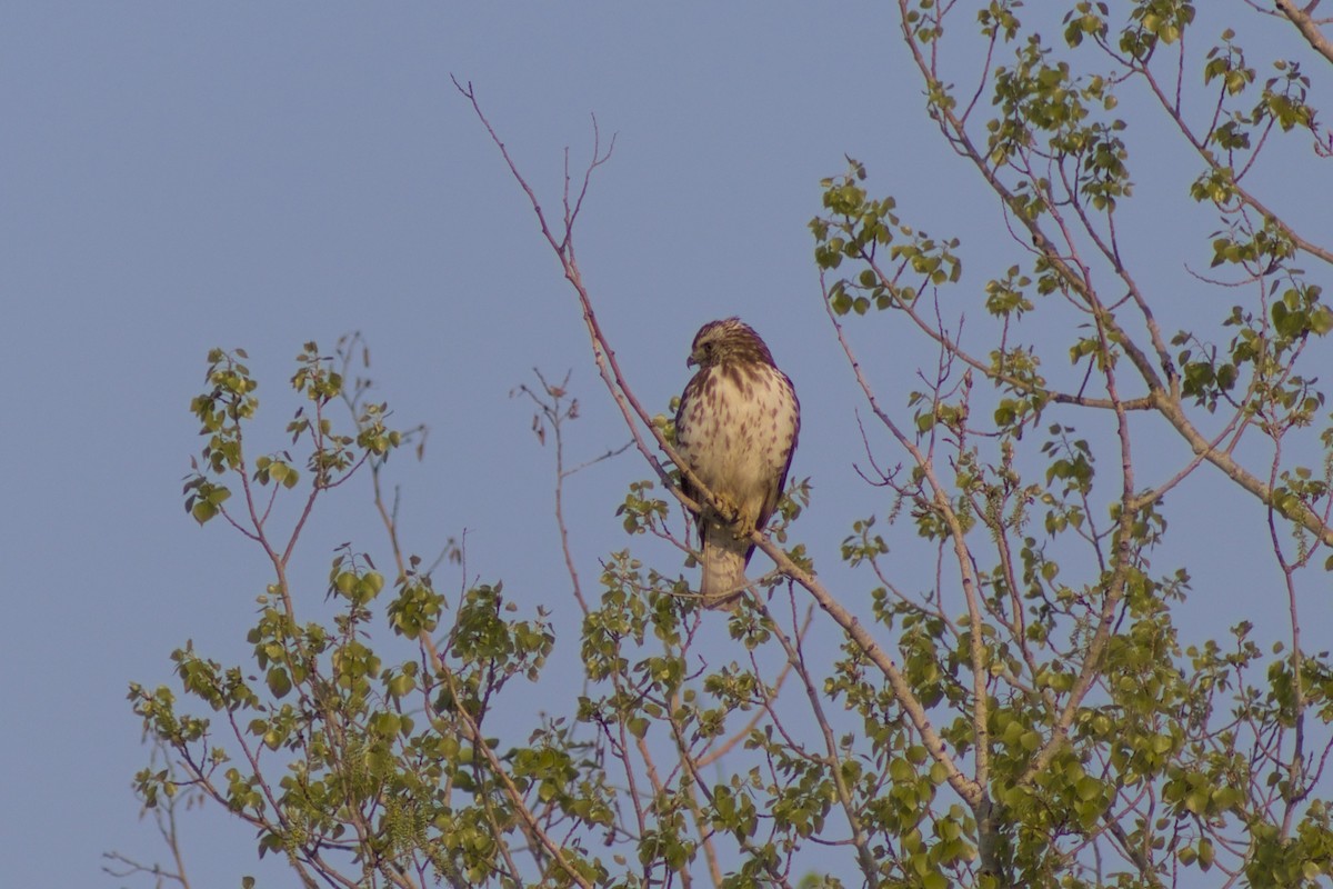 Broad-winged Hawk - ML619001436