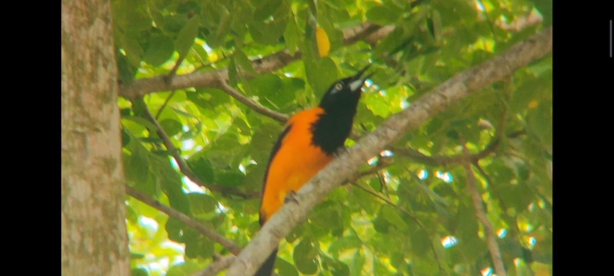 Venezuelan Troupial - Pablo César Calderón Aguirre