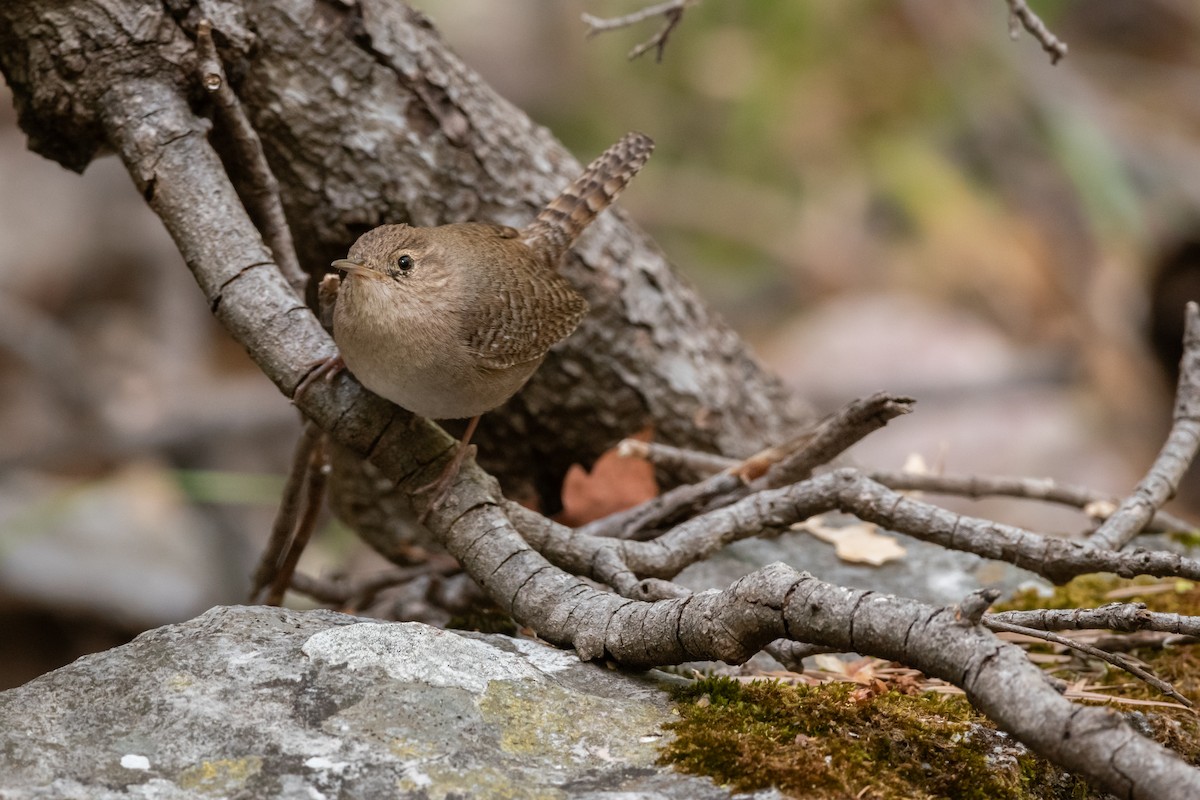 House Wren - ML619001463