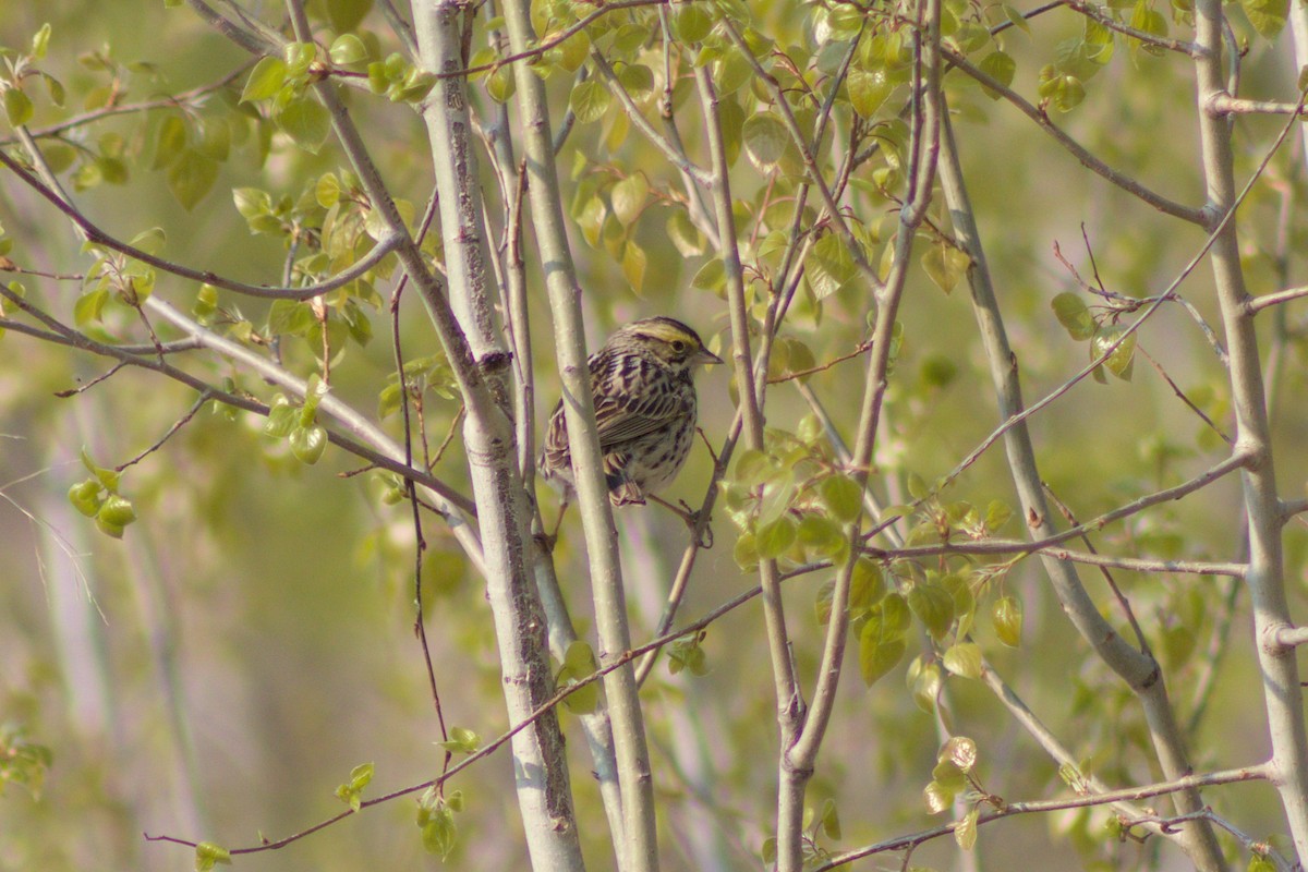 Savannah Sparrow - ML619001468