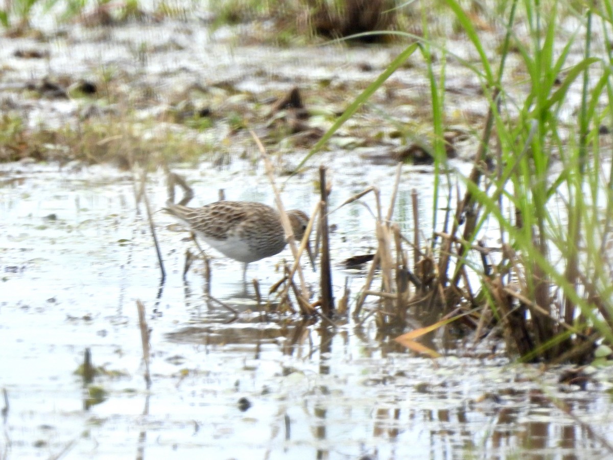 Pectoral Sandpiper - ML619001488