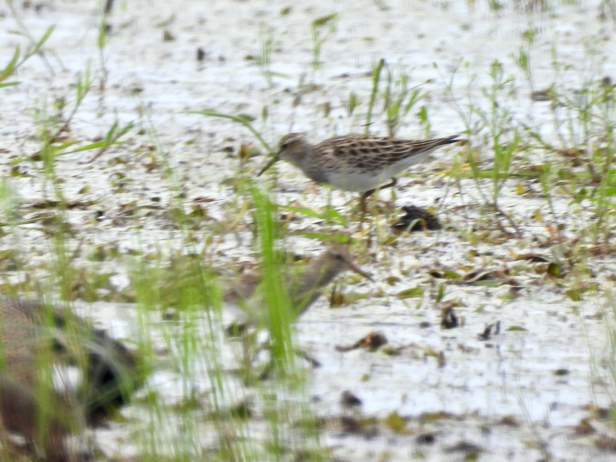 Graubrust-Strandläufer - ML619001500