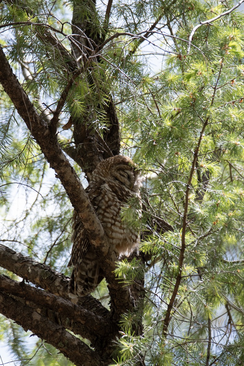 Spotted Owl - kyle kusa