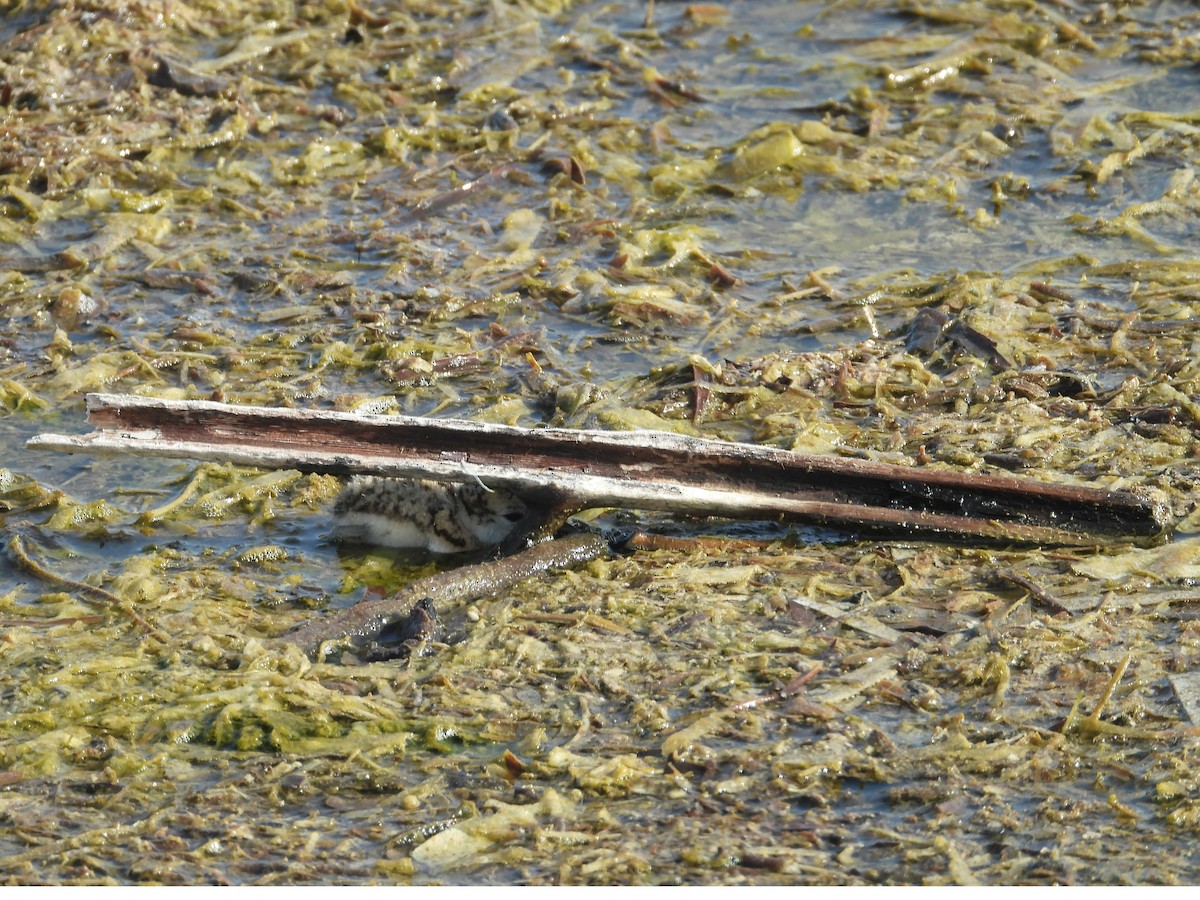 Wilson's Plover - ML619001526