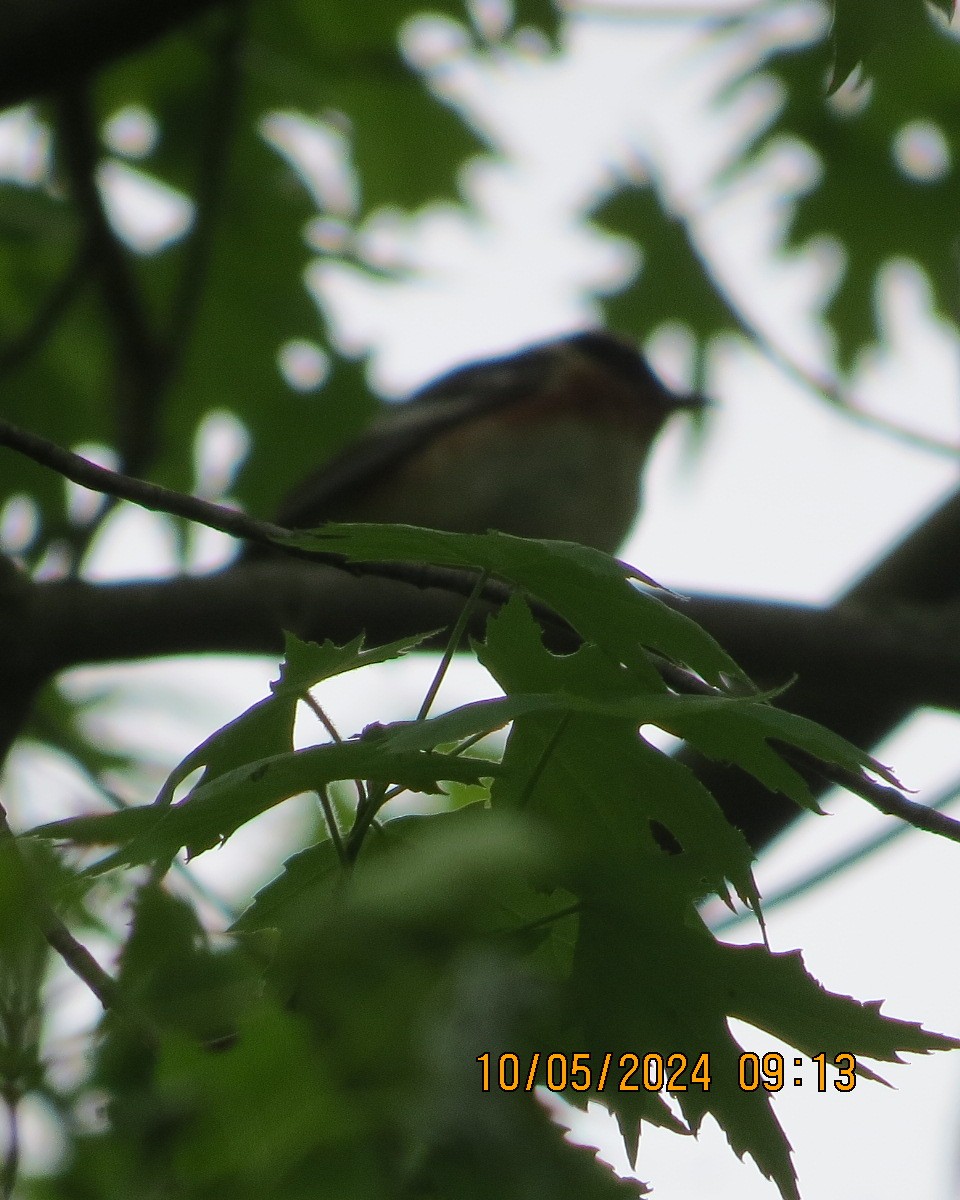 Bay-breasted Warbler - ML619001531