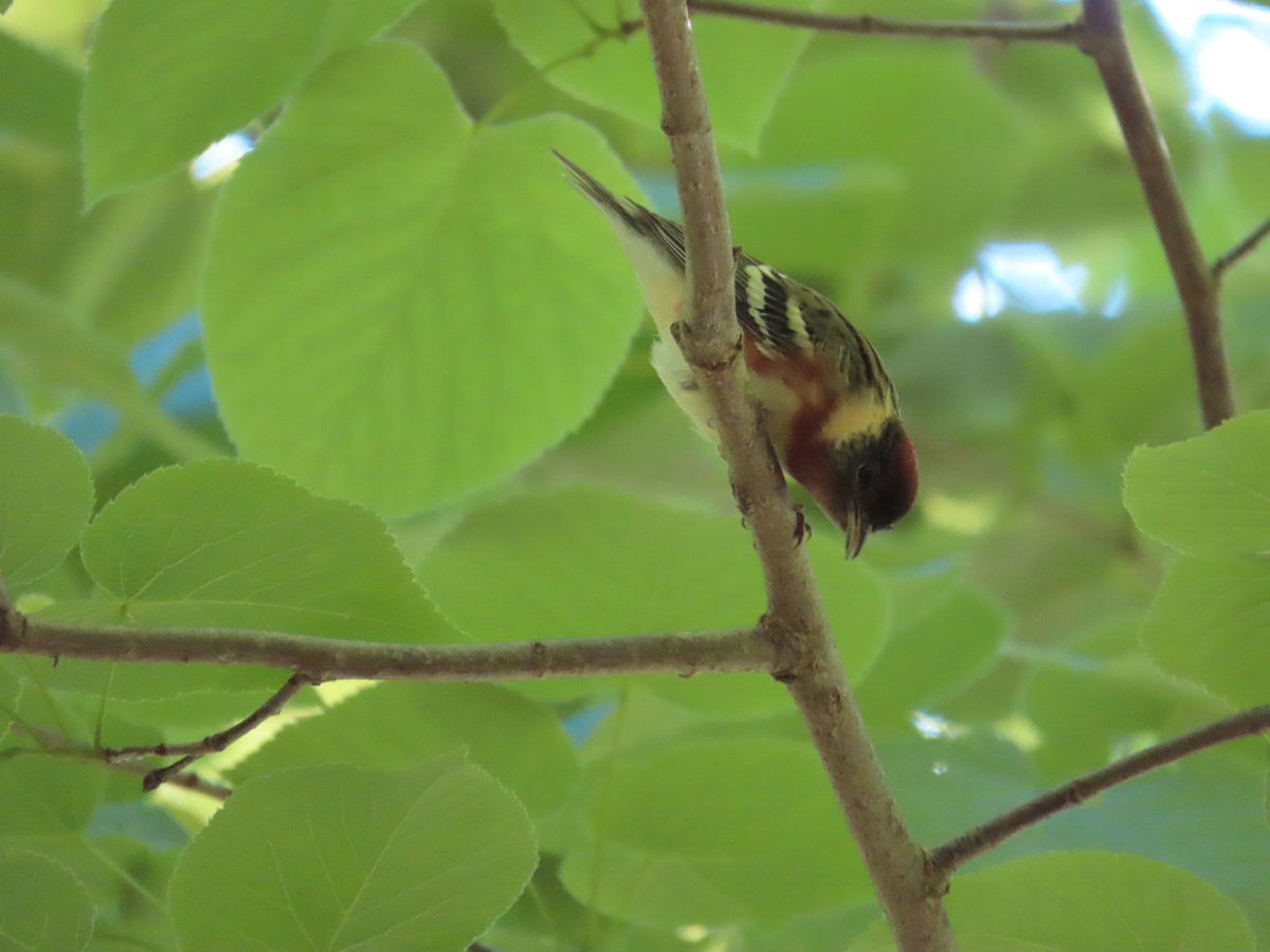 Bay-breasted Warbler - David Huff