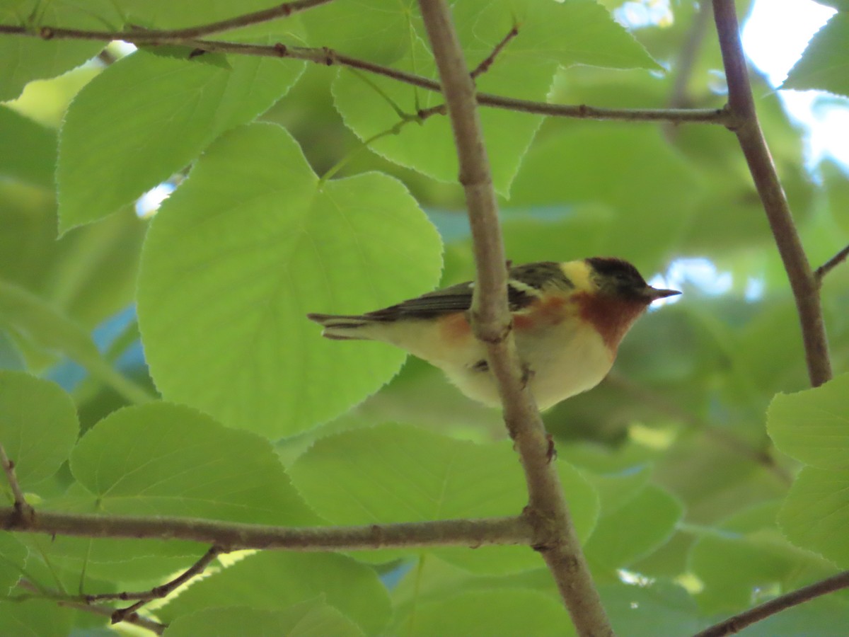 Bay-breasted Warbler - ML619001535