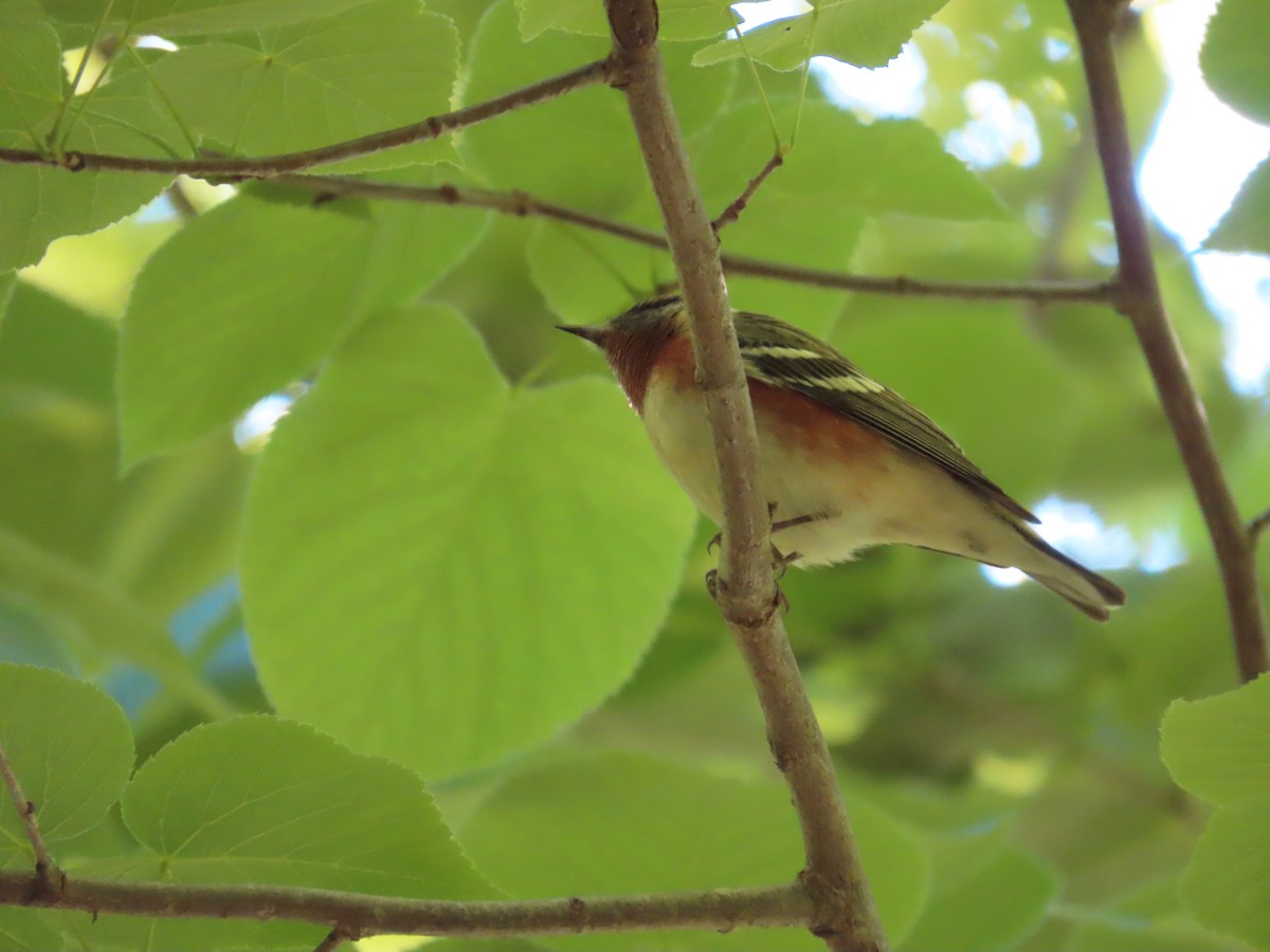 Bay-breasted Warbler - David Huff