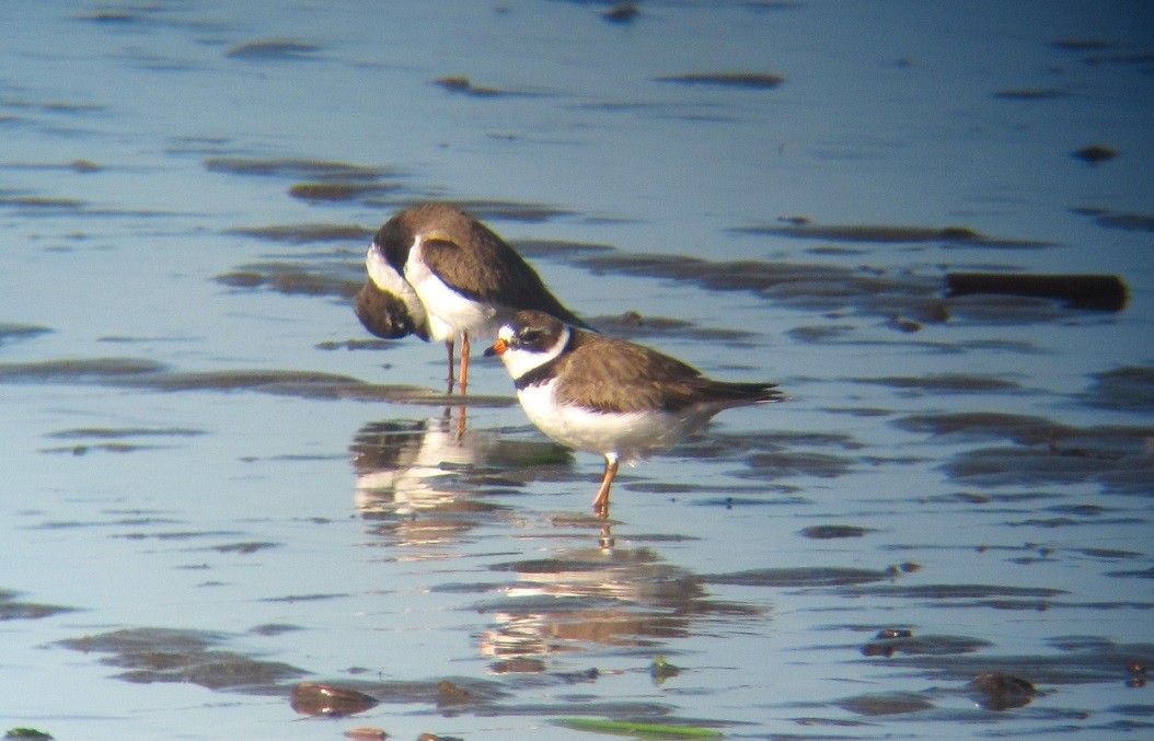 Semipalmated Plover - Mark Vernon