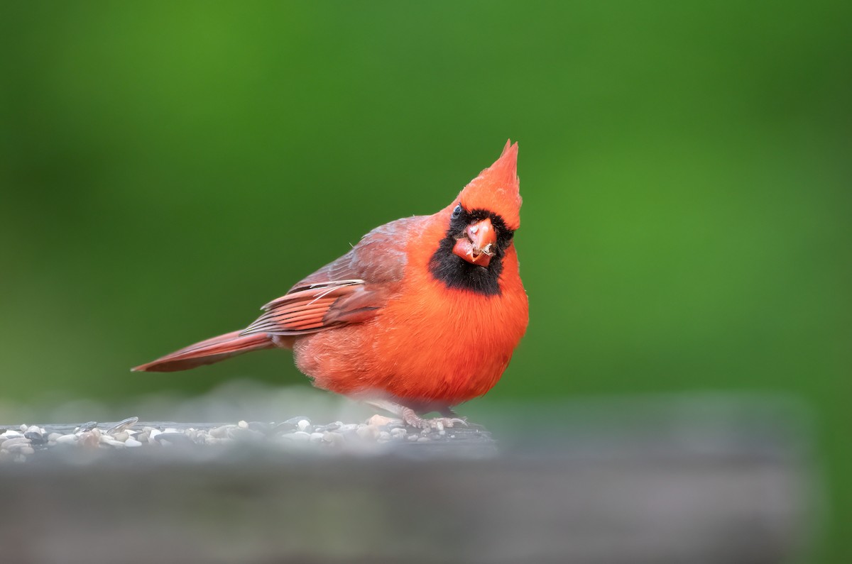 Northern Cardinal - Mike Good