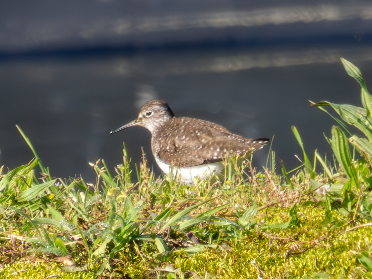 Solitary Sandpiper - ML619001582