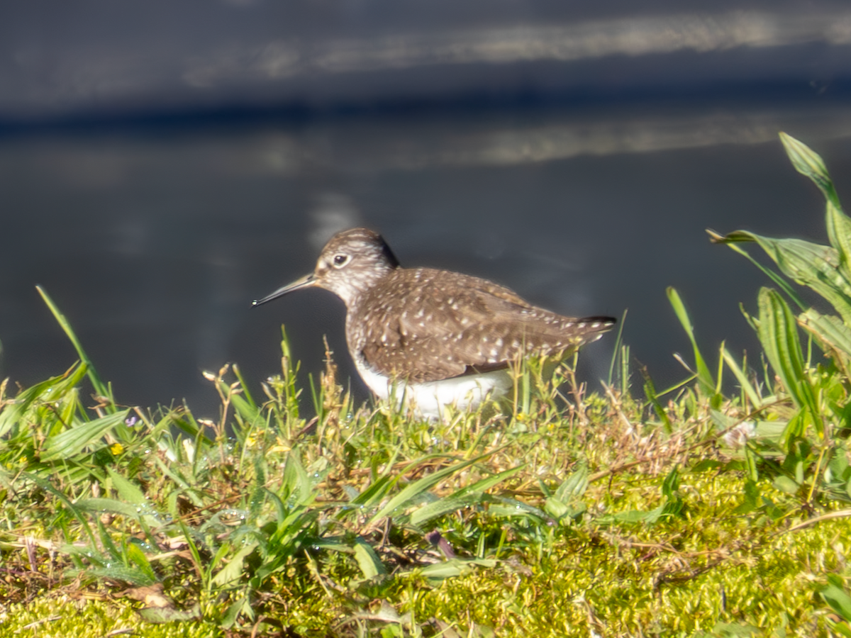 Solitary Sandpiper - George Bailey