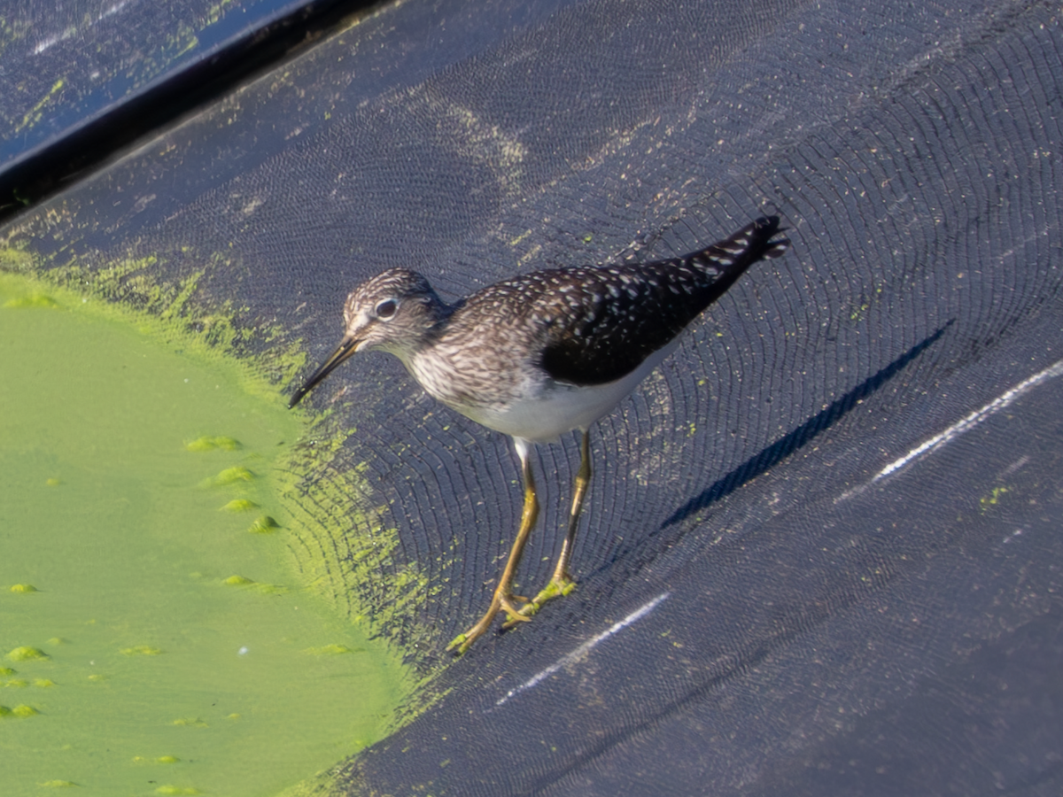 Solitary Sandpiper - ML619001583