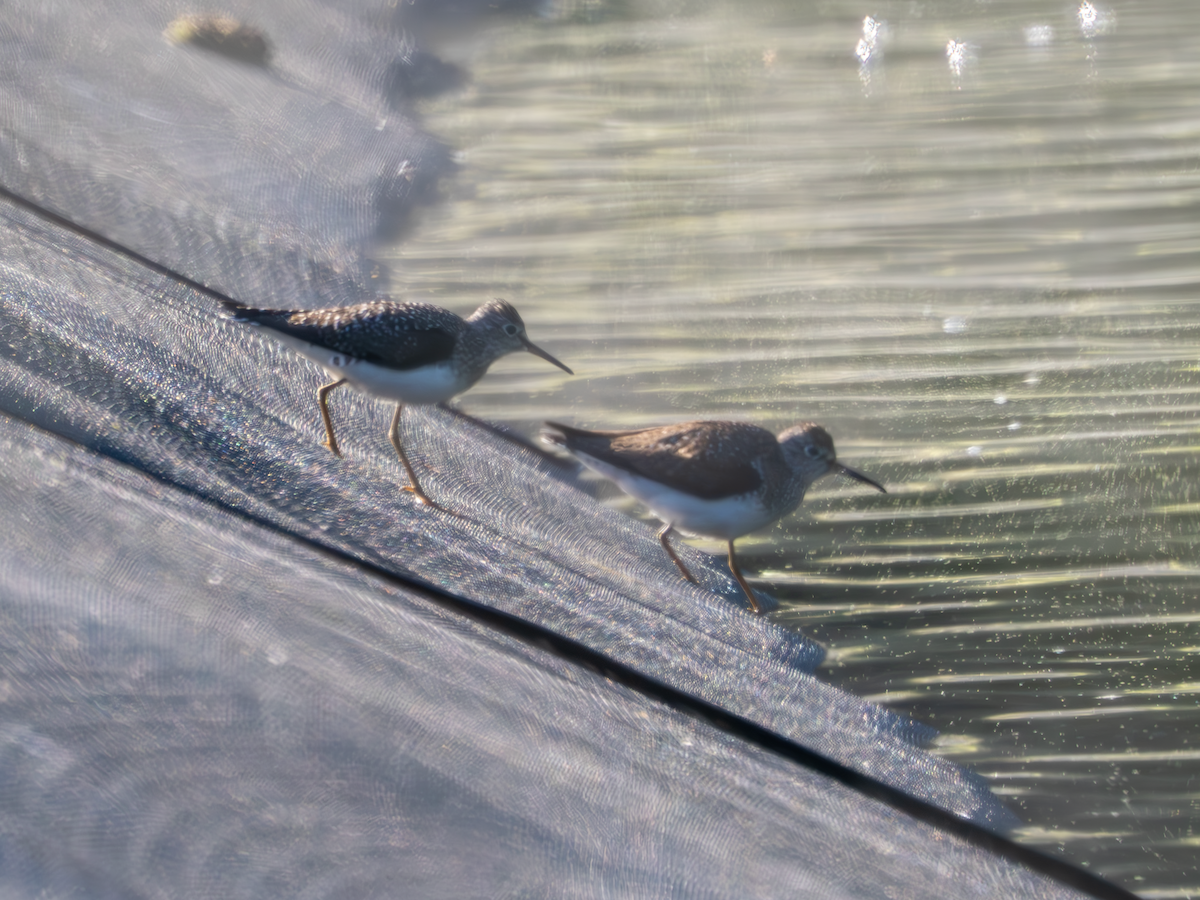 Solitary Sandpiper - ML619001584