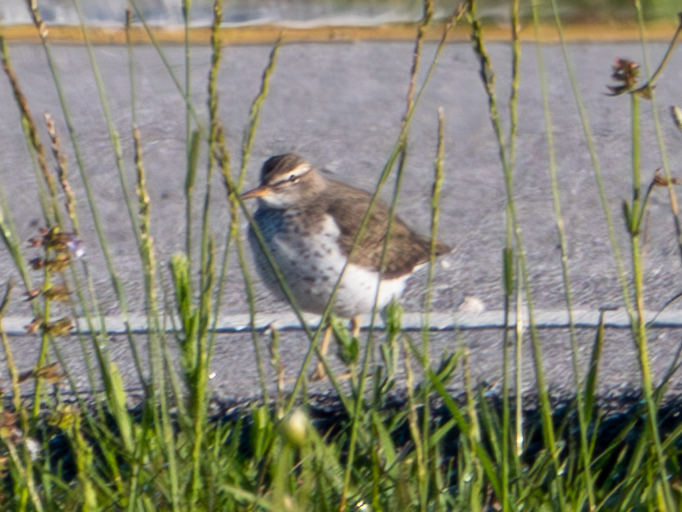 Spotted Sandpiper - ML619001601