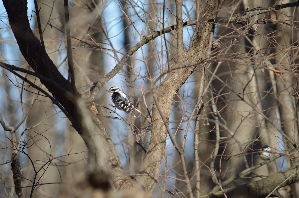 Downy Woodpecker - Justin Hageman