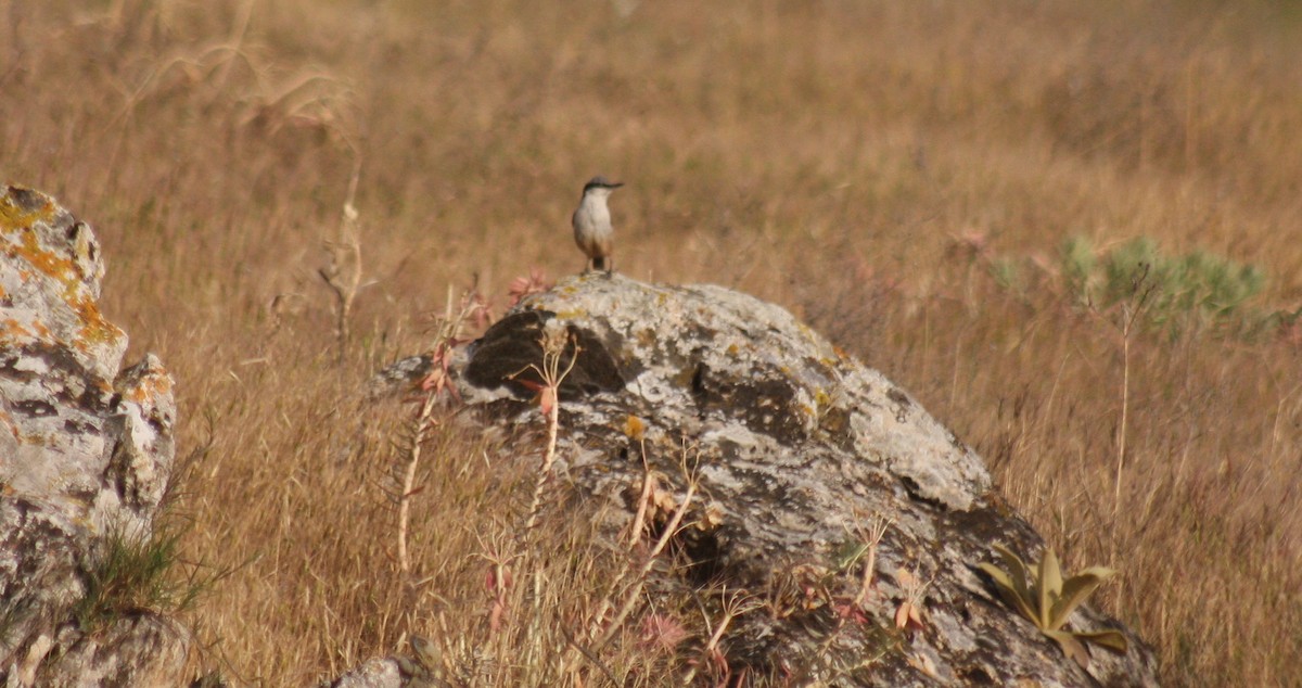 Western Rock Nuthatch - ML619001639